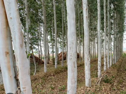 Eucalyptus 4